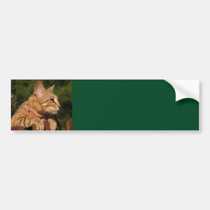 Para Coche Pegatina del parachoques del fondo del gato de Sav