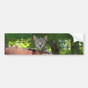 Para Coche Pegatina del parachoques del fondo del gato de Sav