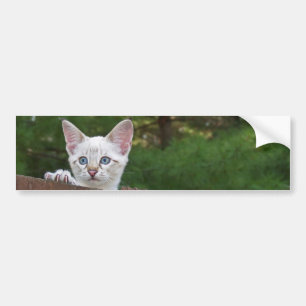Para Coche Pegatina del parachoques del fondo del gato de Sav