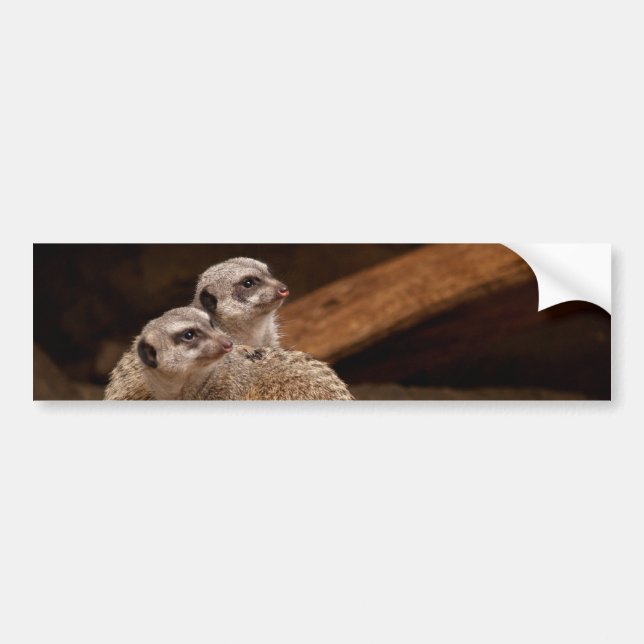 Para Coche Pegatina del parachoques del fondo del Meerkat (Frente)