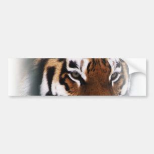 Para Coche Pegatina del tigre