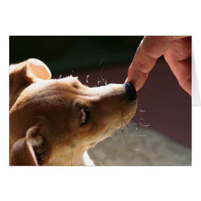 Para estar sin un perro… (Anverso (Horizontal))