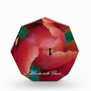 Para Fotos Bloque de Arte Macro Fotográfico de Tulipán Rojo