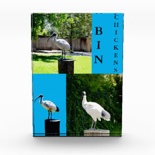 Para Fotos Bloque fotográfico Bin Chickens (Ibis)