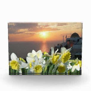 Para Fotos Bloque fotográfico blanco y amarillo de Daffodils