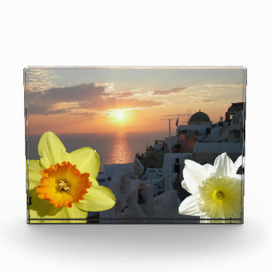 Para Fotos Bloque fotográfico de flores de Daffodil