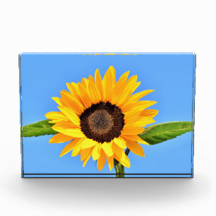 Para Fotos Bloque fotográfico de girasol amarillo cielo azul