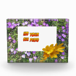 Para Fotos Flores Púrpuras Cruces Amarillas Polvo. Bloque par