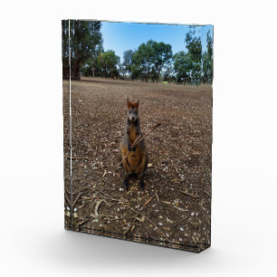Para Fotos Wallaby Comiendo Un Palo, Un Bloque De Fotografía