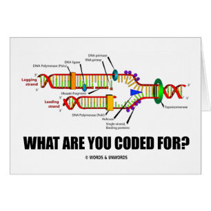 ¿Para qué le cifran? (Réplica de la DNA)