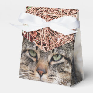 Para Regalos Caja de Favor de Agujas Pinas