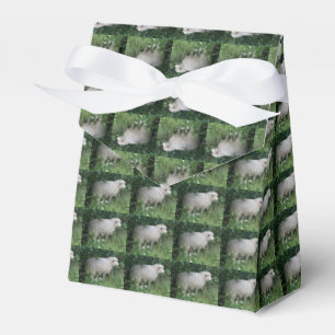 Para Regalos Cuta codiciosa oveja comiendo caja de favores