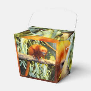 Para Regalos Tamarin de León Dorado, caja de favor del partido