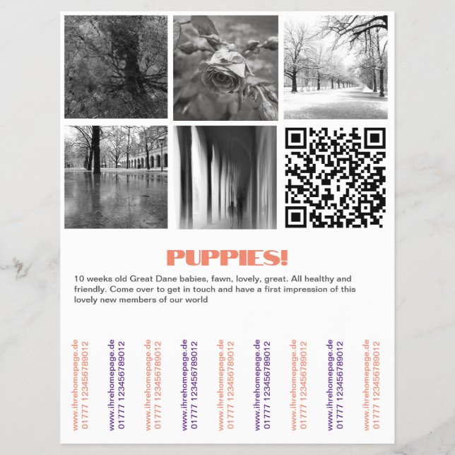 Para vender cachorros Dane Flyer (Frente)