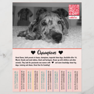 Para vender cachorros Dane Flyer