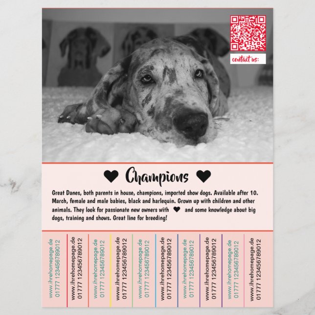 Para vender cachorros Dane Flyer (Frente)