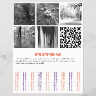 Para vender Dane Puppies Flyer