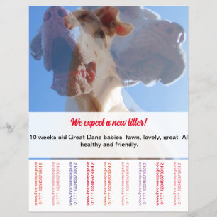 Para vender Dane Puppies Flyer