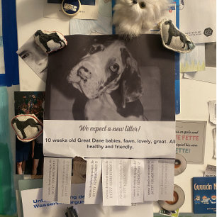 Para vender Dane Puppies Flyer