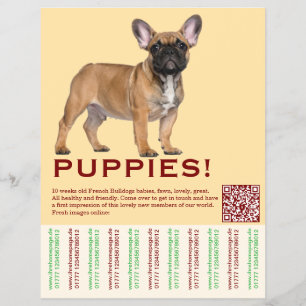 Para vender folleto de cachorro Frenchies