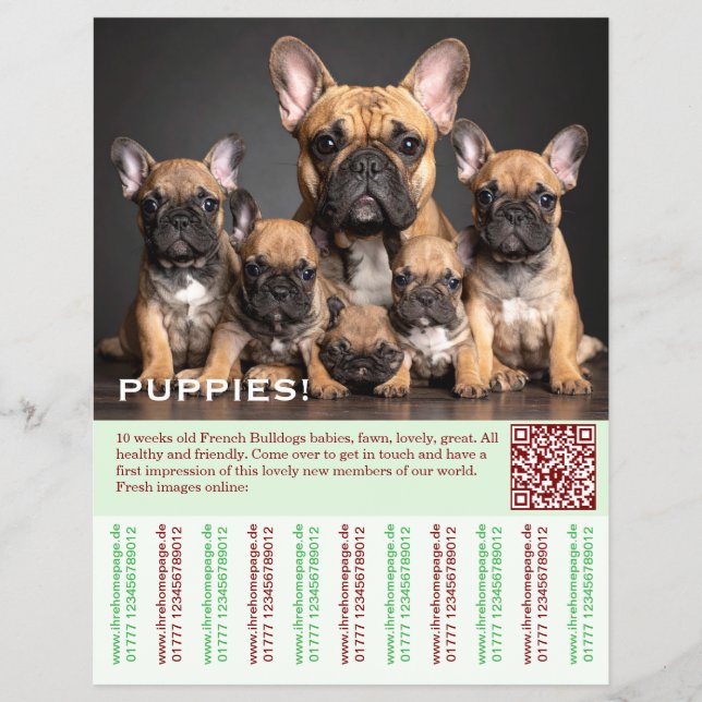 Para vender folleto de cachorro Frenchies (Frente)