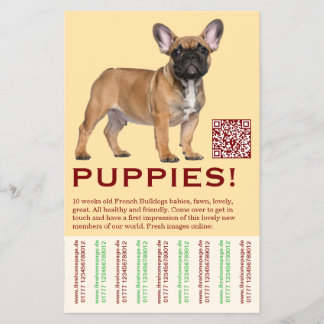 Para vender folleto de cachorro Frenchies