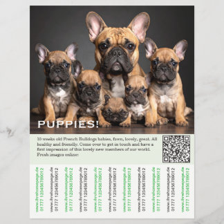 Para vender folleto de cachorro Frenchies