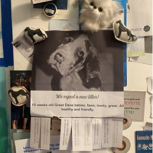 Para vender folleto de cachorros blancos negros