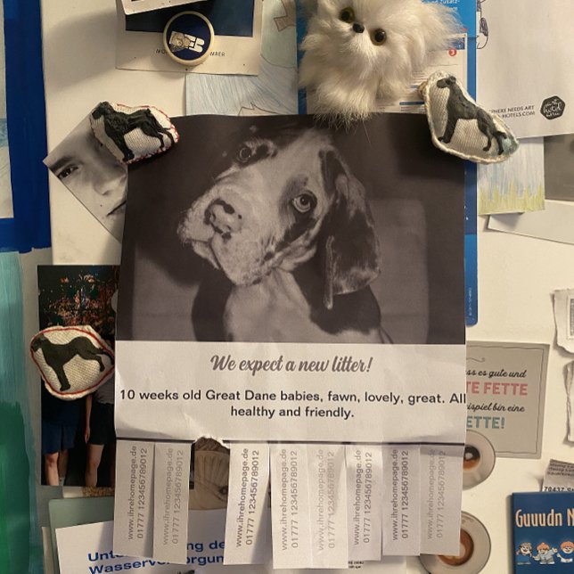 Para vender folleto de cachorros blancos negros (Subido por el creador)