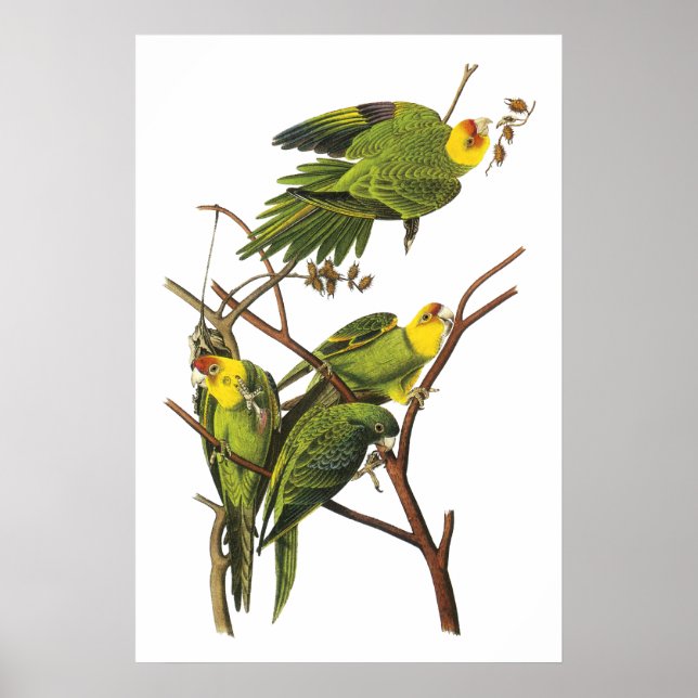 Paraceet de John Audubon - Impresión Poster (Frente)