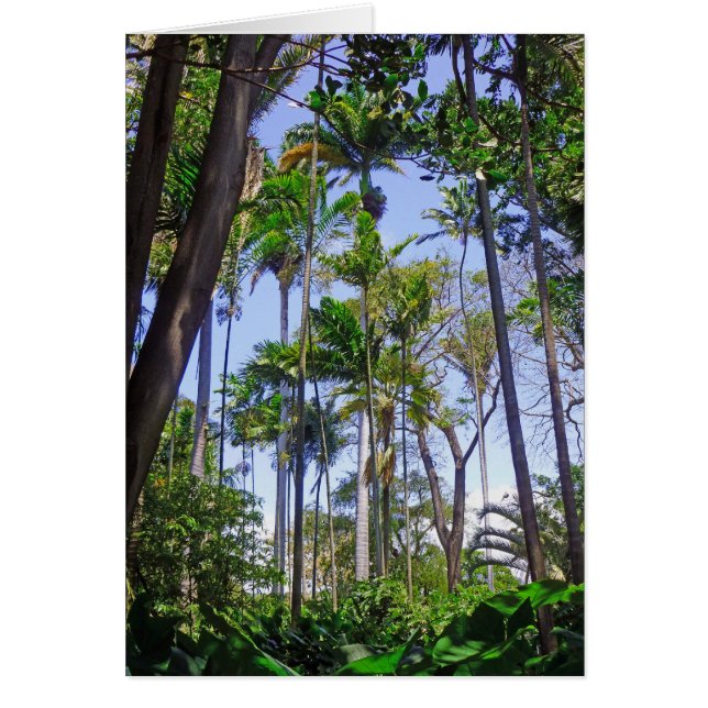 Paradise Palms (Frente)