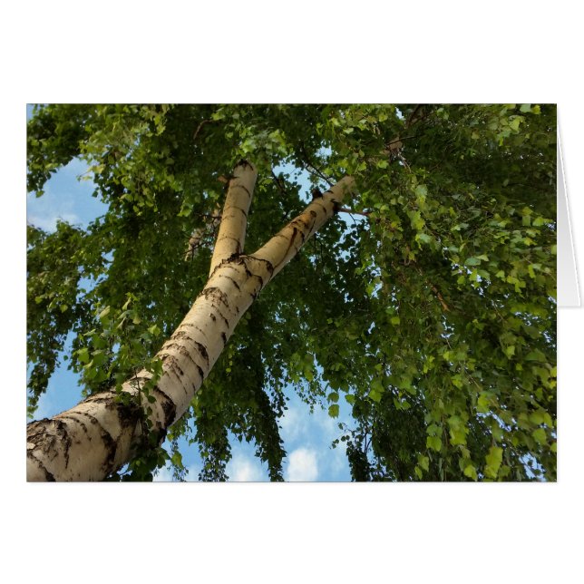 paraguas de pájaro (Anverso (Horizontal))