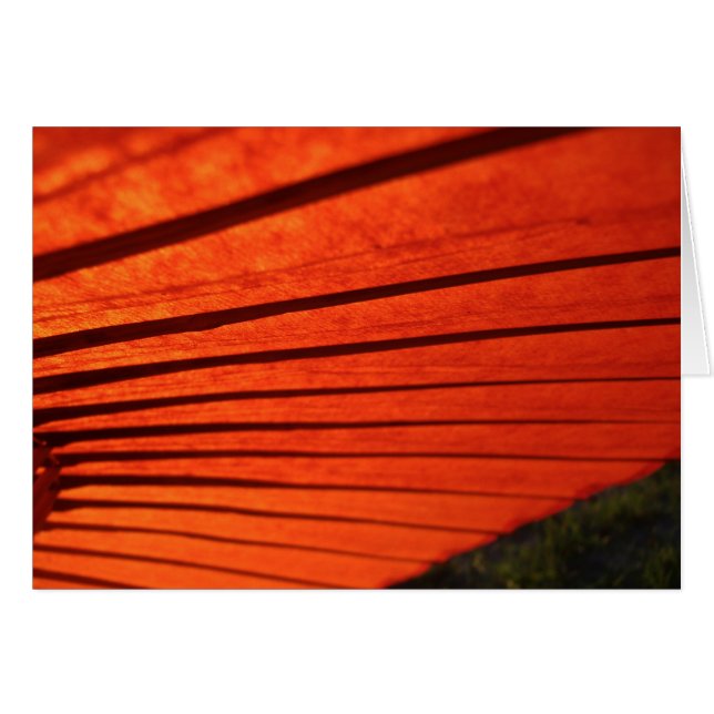 Paraguas rojo (Anverso (Horizontal))