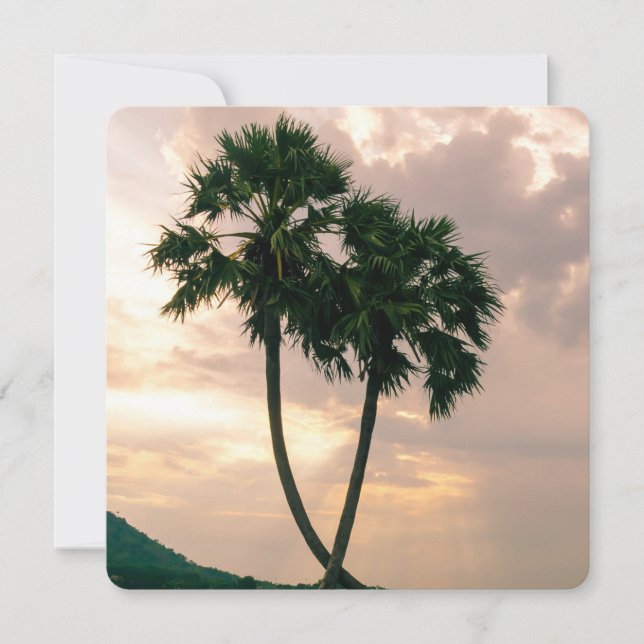 Paraíso Tropical Playa Palm Destiny'S (Anverso)