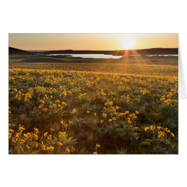 Paraje de flores silvestres de Balsamroot de hoja  (Anverso (Horizontal))
