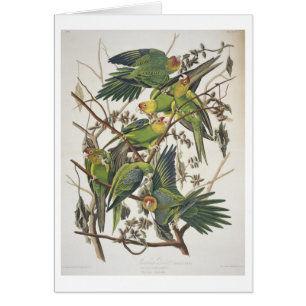 Parakeet de Carolina, de "pájaros de América",