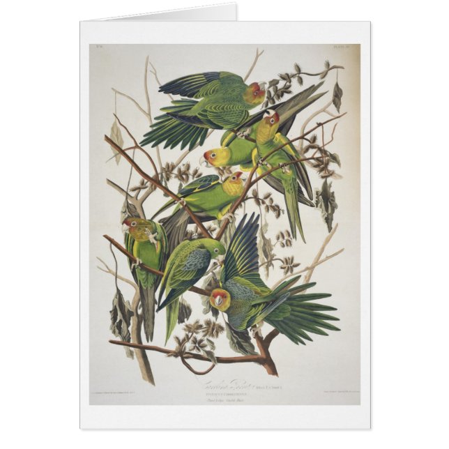 Parakeet de Carolina, de "pájaros de América", (Frente)