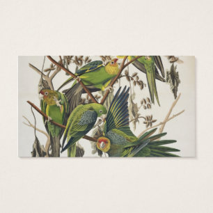 Parakeet de Carolina, de "pájaros de América",