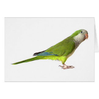 Parakeet del monje