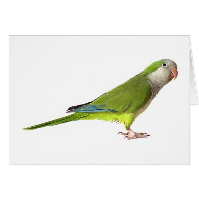 Parakeet del monje (Anverso (Horizontal))