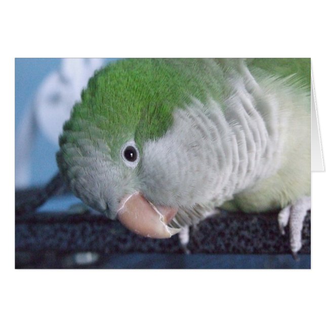 Parakeet del Quaker del Doin'? de Whatcha (Anverso (Horizontal))