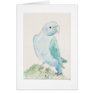 Parakeet indio del ringneck