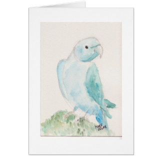 Parakeet indio del ringneck