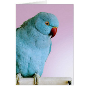 Parakeet Necked del anillo indio azul con la nariz