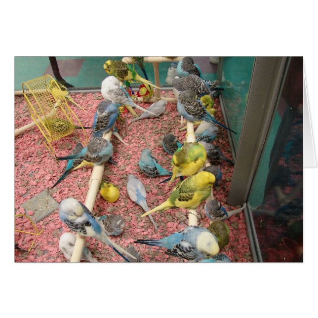 Parakeets (Anverso (Horizontal))