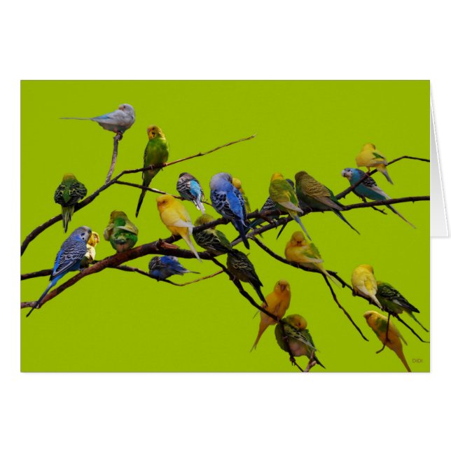 Parakeets (Anverso (Horizontal))