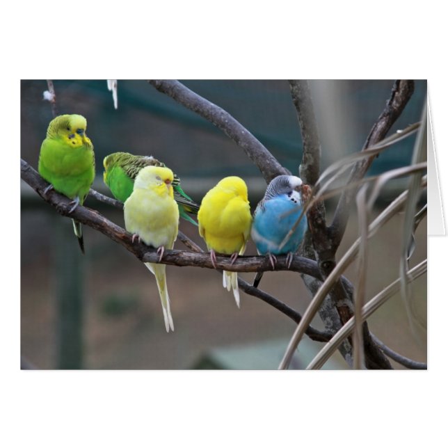 Parakeets Budgies | Foto de pájaros (Anverso (Horizontal))