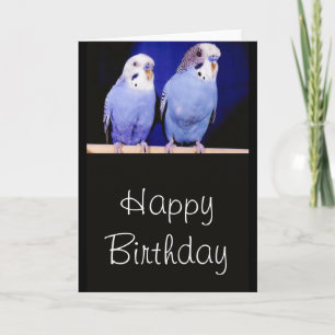 Parakeets (Budgies) Tarjeta de felicitación por cu