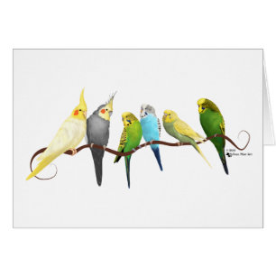 ¡Parakeets y Cockatiels!