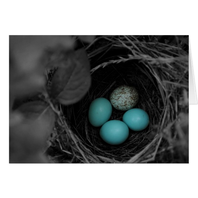 Parasitismo de nido (Anverso (Horizontal))